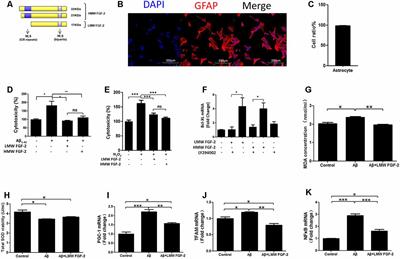 Low and High Molecular Weight FGF-2 Have Differential Effects on Astrocyte Proliferation, but Are Both Protective Against Aβ-Induced Cytotoxicity